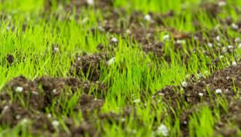 grass seeding kentucky